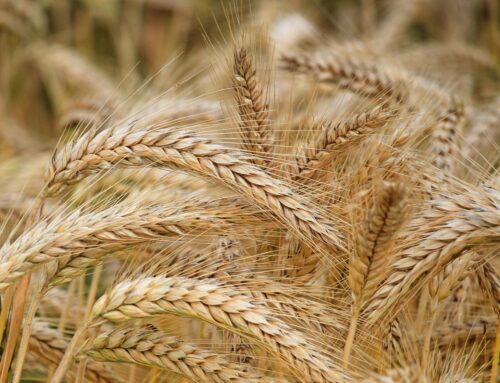 Cómo optimizar la producción agrícola con tecnología moderna